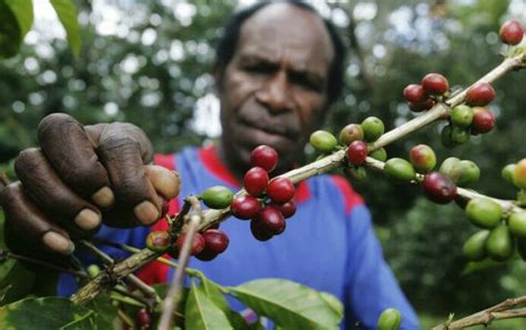 Kopi Papua Dari Pegunungan Bintang Jagad Tani Petaninya Milenial