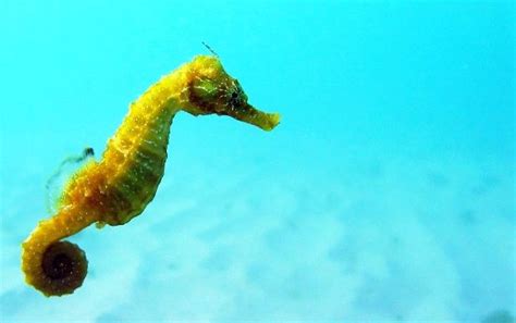 Ikan laut hias tidak bisa hidup di lingkungan yang tidak serupa habitat aslinya. Gambar Kuda Laut Kuning | Gambar kuda, Kuda laut, Kuda