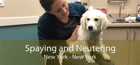 Spaying And Neutering New York Low Cost Pet Spay And Neuter Clinic