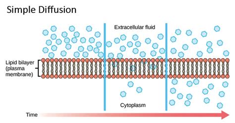 Definition Of Diffusion In Chemistry