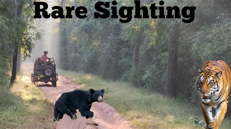 Sloth Bear Rare Wildlife Moment Bandhavgarh National Park