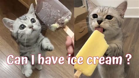 44 Best Images Can Cats Have Ice Cream Litter Robot July Is National Ice Cream Month Naturally