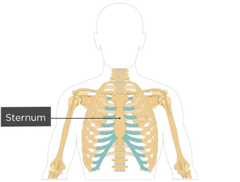Since the days of andreas vesalius, humans have been fascinated with describing and accurately depicting various parts of the body in all of their intimate detail. Sternum Bone Anatomy