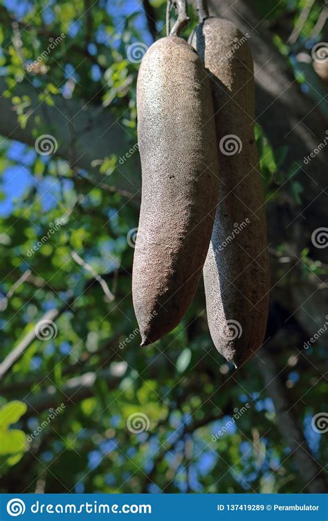 Close View Of Large Fruits Of Sausage Tree Stock Image Image Of Green