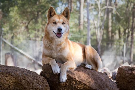 Dingoes Dingo Sanctuary Kaarakin