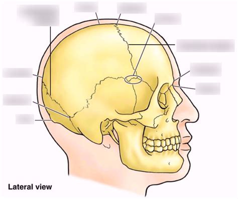 Anatomy Skull Sutures Diagram Quizlet