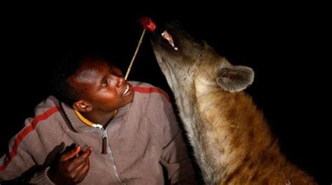 In Pics Ethiopias Harar City Uses Hyenas For Waste Management World