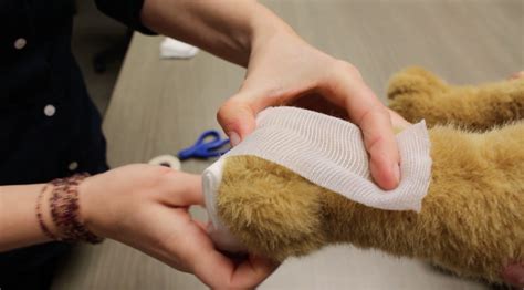 Pet First Aid How To Bandage Your Pets Paw In Case Of Emergency