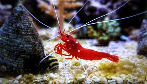 Best Shrimp For Saltwater Aquariums Salt Tank Report