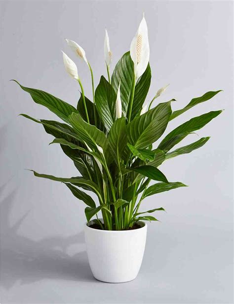 Peace Lily Plant By Rileys Florist
