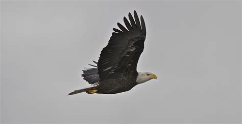 Skagit River Bald Eagle Viewing