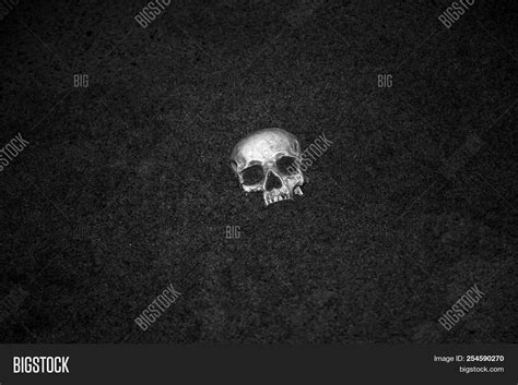 Human Skull Human Image And Photo Free Trial Bigstock