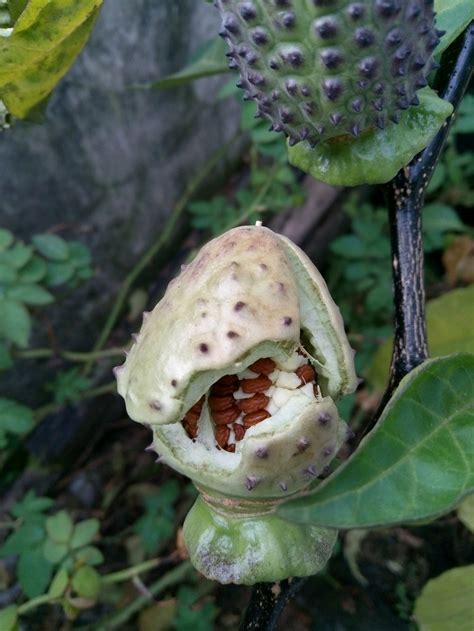 We did not find results for: Luar Biasa Tanaman Kecubung - Bunga Hias