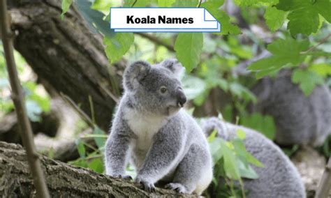 Koala Names 466 Amazing Names For Koala Bears