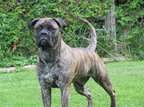 These are our bullmastiff puppies, izzy at 11 months and sonny at 4 months. Nicotine before sleep? | Vaping Underground Forums - An ...