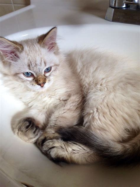 55 Best Siamese Maine Coonslong Haired Siameselynx Point Siamese Cats