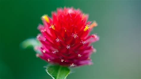 Globe amaranth: Brush-like flower that is essential for celebration - CGTN