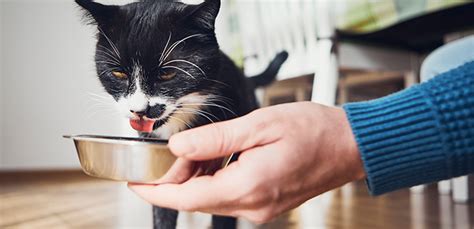 There are some cats who very well may try blueberries because it's something new, dempsey explains. Can Cats Eat Blueberries? (Nutritional Guide) | My Pet ...