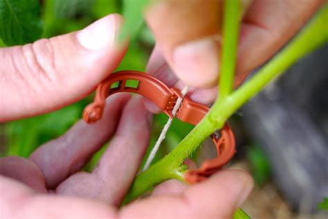 How To String Up Your Climbing Tomatoes