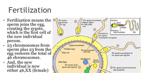 Process Of Fertilization