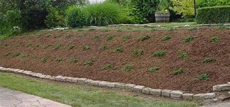 Landscaping A Slope Junipers Landscape Installations Plantings