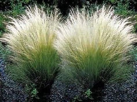 Amazing Evergreen Grasses Landscaping Ideas09 Homishome