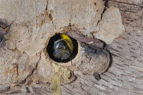 Carpenter Bee Hole Green Pest Services