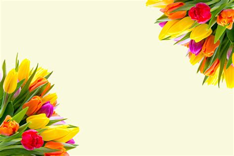 Fantastis 11 Gambar Ilustrasi Bunga Tulip Gambar Bunga Indah