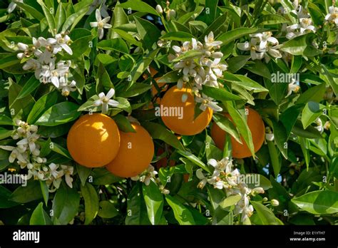 Oranges And Orange Blossom Stock Photo Alamy