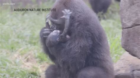 Endangered Baby Gorilla Born At Audubon Zoo