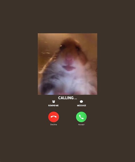 Hamster Facetime Call ~ Animals On Facetime Meme Bodogwasuog