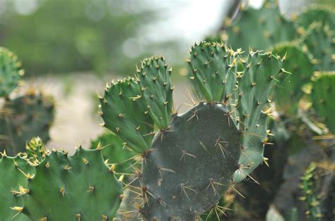 Cactus Plants With Leaves