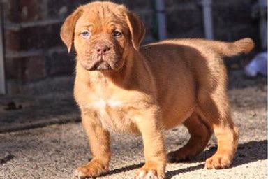 Le migliori idee regalo originali per un uomo. Alcuni consigli per il cucciolo di grossa taglia