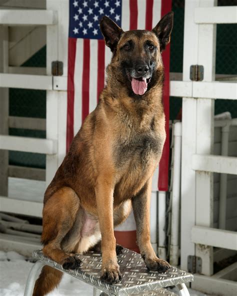 Free Images Canine Military Standing Portrait