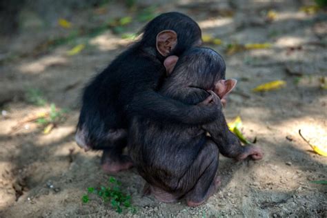 5 Amazing Ways Chimps Are Just Like Us Jane Goodall Jane Goodall