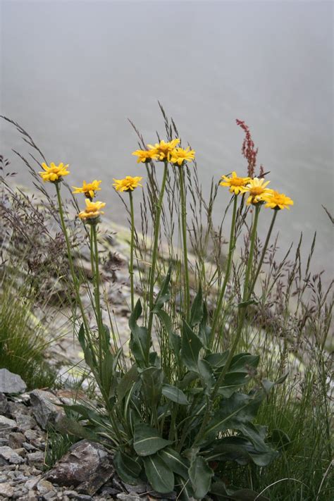 Misty Flowers Free Photo Download Freeimages