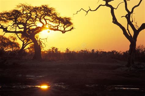 Sunset In African Savannah Stock Image Image Of Season Savuti 52872295