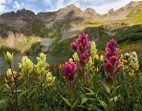 Louise Lyberth Rocky Mountain Spring Flowers Boulder Bandanas