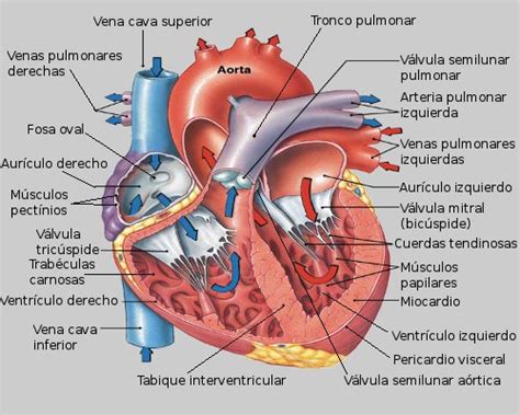 Anatomía Del Corazón Humano