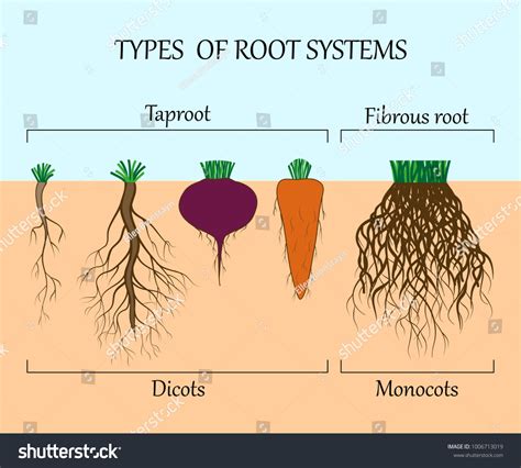 6 836 Types Of Roots Images Stock Photos Vectors Shutterstock