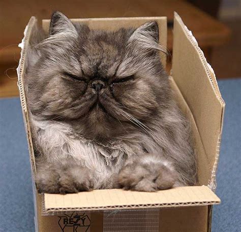 Mummy cat is one such name from where you can buy persian cat breeds at the best condition in different colors. How Do You De-Stress a Cat? Use a Box, Silly! - Life With Cats