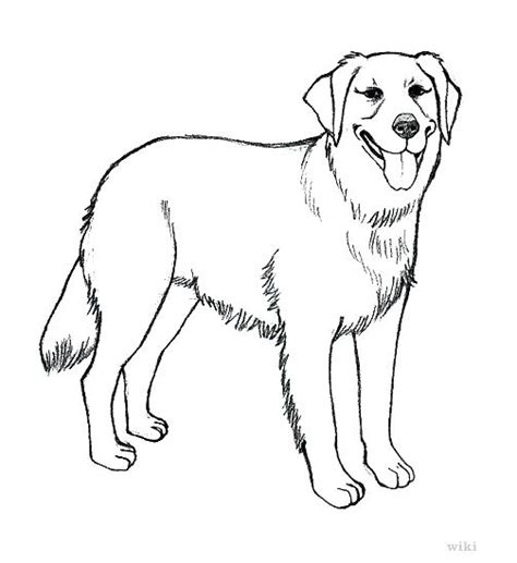 Golden retriever coloring page golden retriever dog coloring page free printable coloring… hand drawn pet portraits. Labrador Retriever Drawing at GetDrawings | Free download