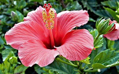 Hibiscus Rosa Sinensis Brilliant Tropical Hibiscus Color With Bright