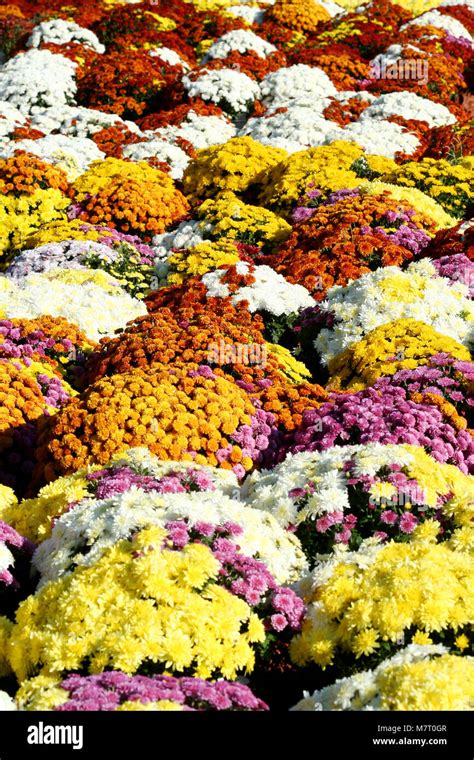 Colorful Autumn Mum Flowers In Pots Stock Photo Alamy