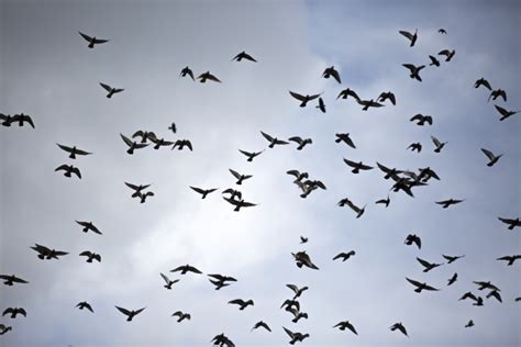 Flying Birds Free Stock Photo Public Domain Pictures