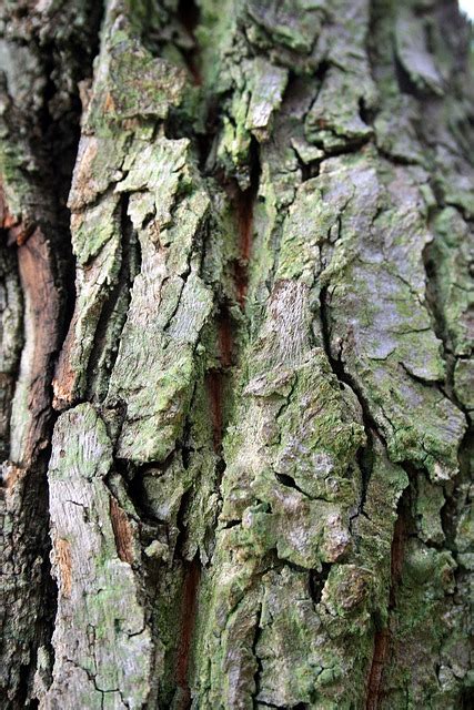 Tree Bark Free Photo On Pixabay Pixabay