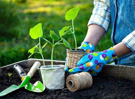 Gardening Tips For Beginners Residence Style