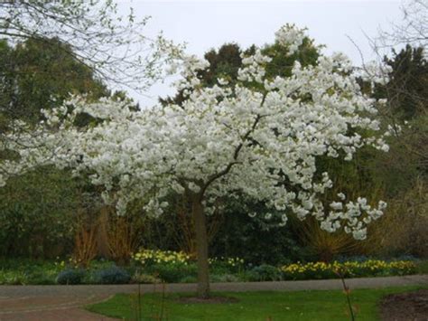 Good ground cover for shade, even where only moss will grow. Great White Flowering Cherry Trees for Sale Online - View Now