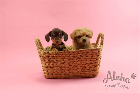 Dachshunds for sale in rochester, ny. Dachshund Puppies For Sale | New York, NY #291100