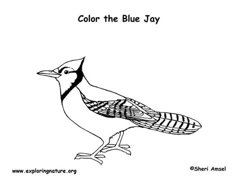 Simple Blue Jay Coloring Page Coloring Pages